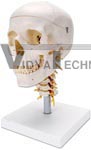 Human Skull on Cervical Spine - 4 part